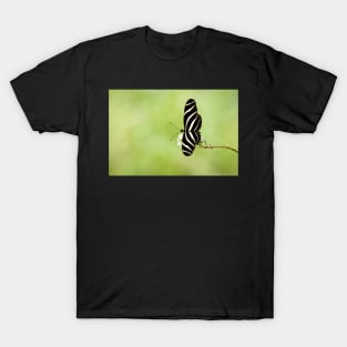 Zebra Longwing Butterfly T-Shirt